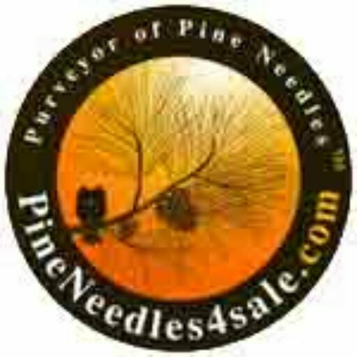 Pine Needles 4 Sale
